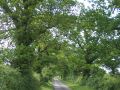 Image The Halesworth Wheel Cycle Ride. King's Lane heading towards Blyford.