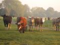 Image National Cycle Network Route 1 (NCN1) in Halesworth is for everyone!